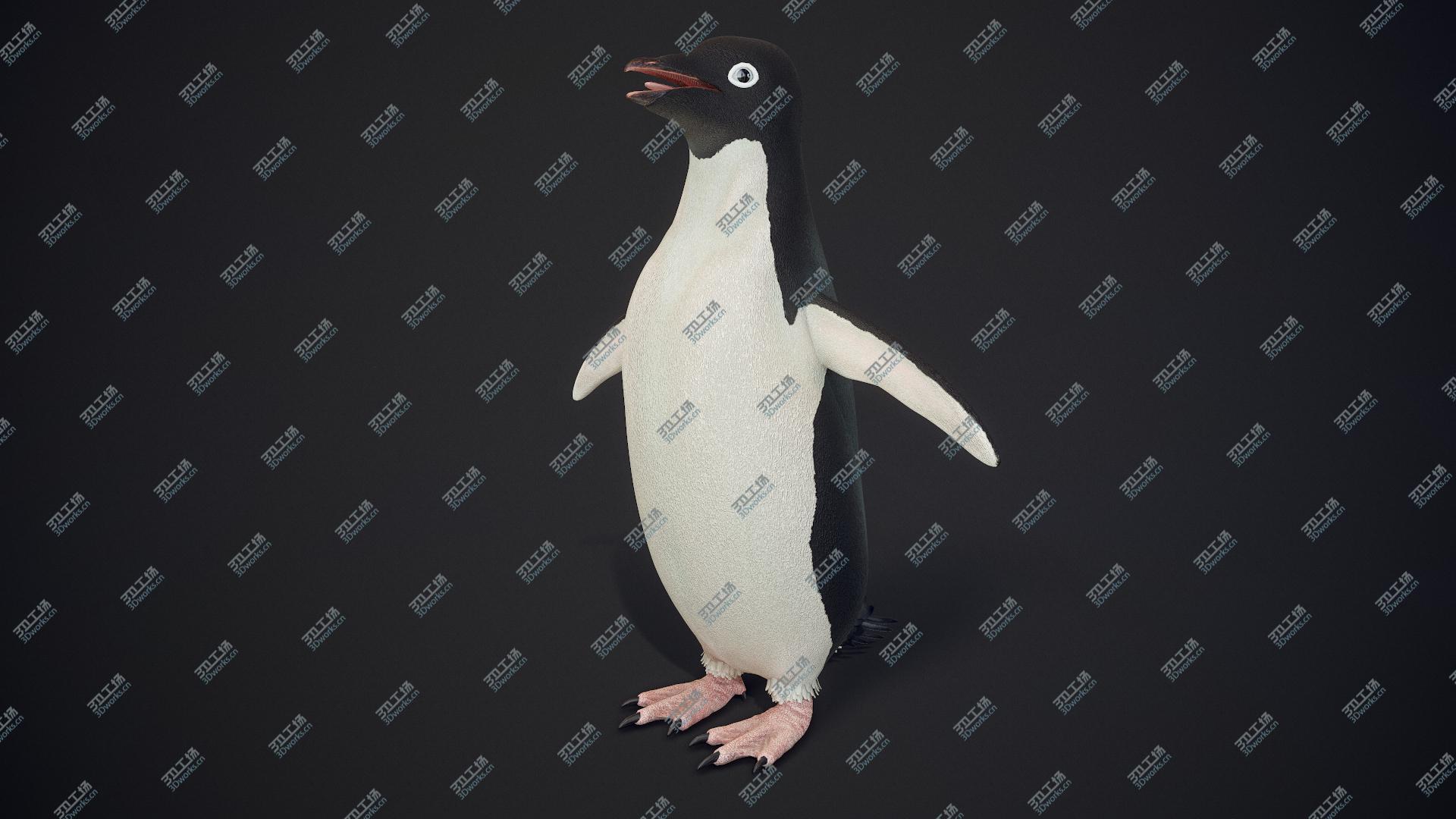 images/goods_img/2021040163/Adelie Penguin T-Pose 3D model/3.jpg